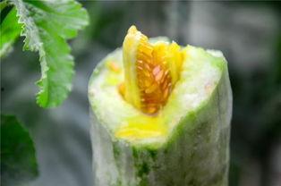 呼和浩特网红吃瓜